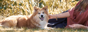 Dog and model in nature. The model is wearing Trollbeads jewellery.